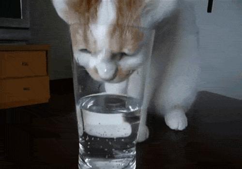 怎么快速了解猫狗粮,宠物到底有没有必要吃宠物粮