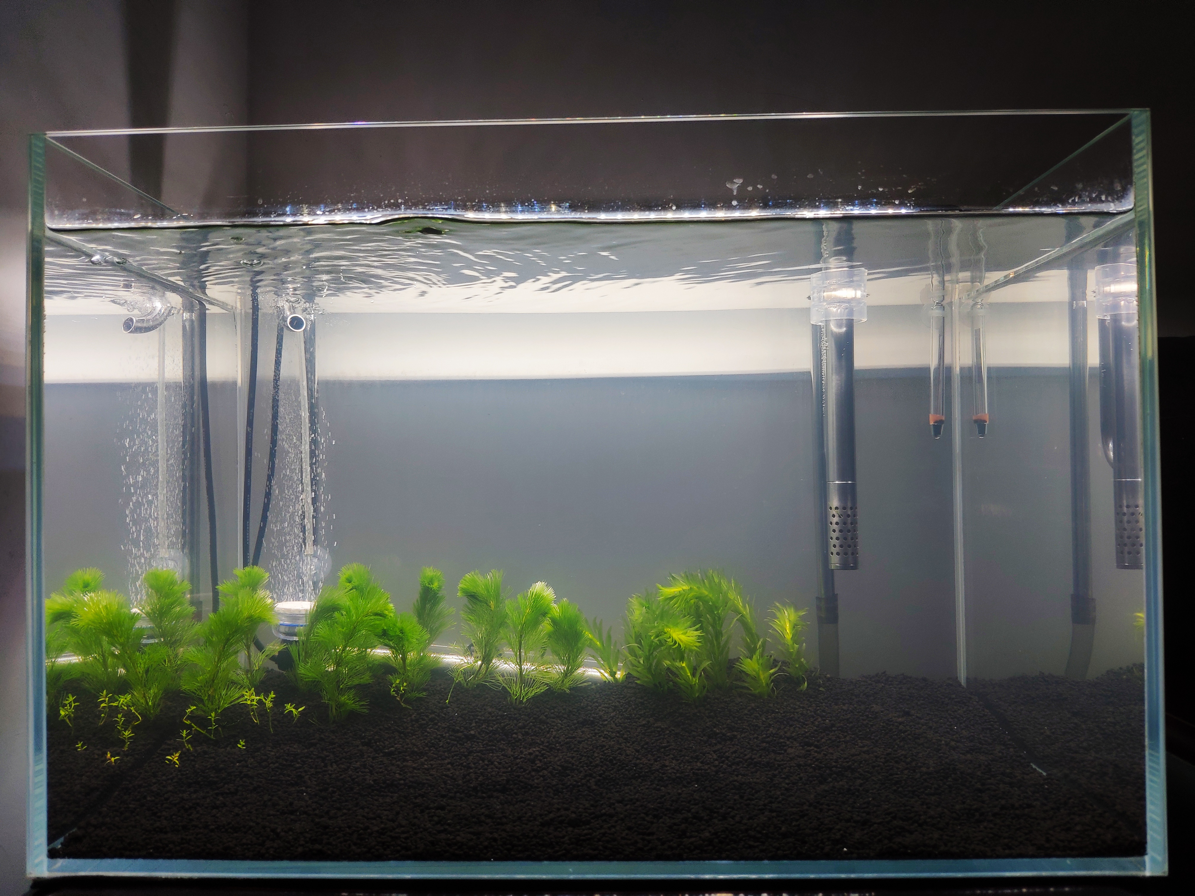 鱼缸开缸如何用硝化活菌养水教程,新缸养水期如何快速培养硝化菌