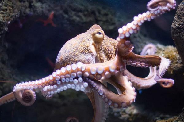 章鱼智商能统治世界吗,章鱼的智商有多少