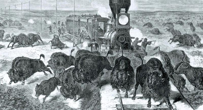 美洲野牛曾被“折腾”到濒临灭绝,北美野牛灭亡了吗