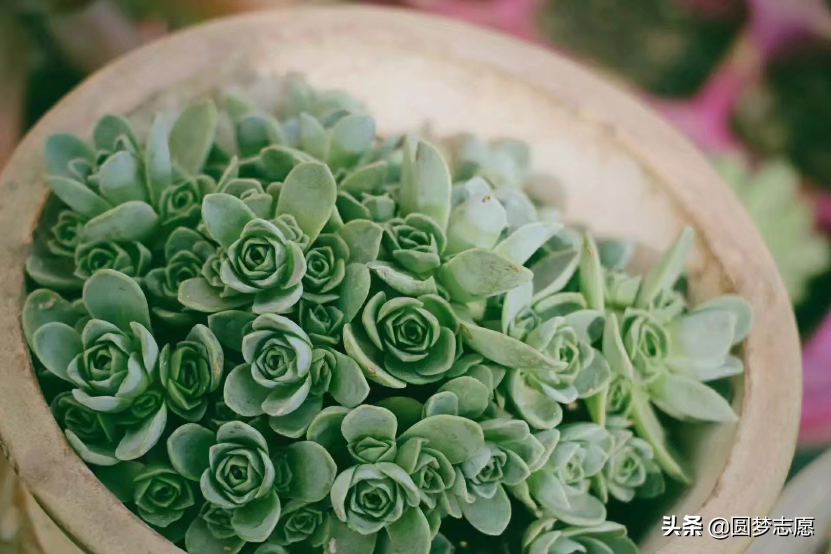 小联合国大学,国立北京语言大学