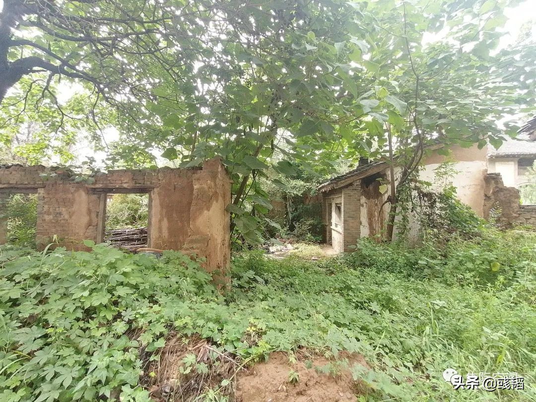 周末回老家的惬意时光,周末回农村的乐趣