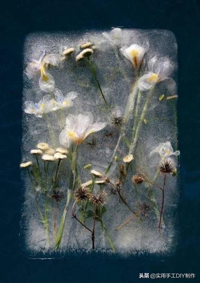 鲜花摄影作品欣赏,高清鲜花美图