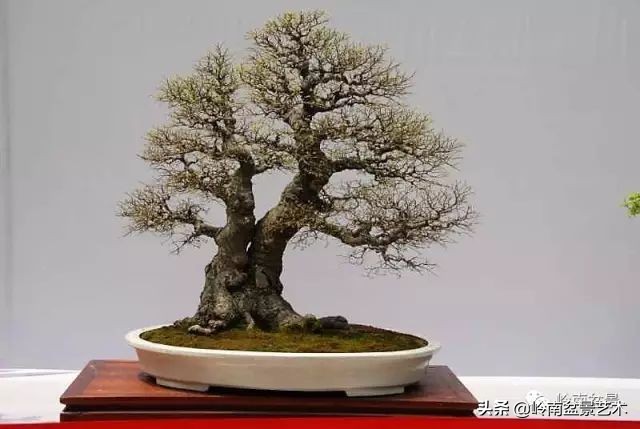 榆树盆景何时修剪最好,盆景怎样修剪最好看