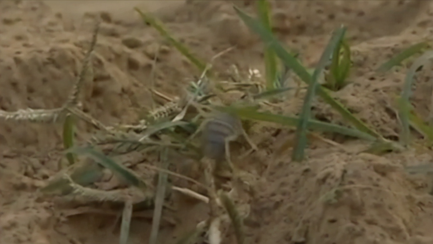 毒蝎进村的真实事件,毒蝎进村的真实原因