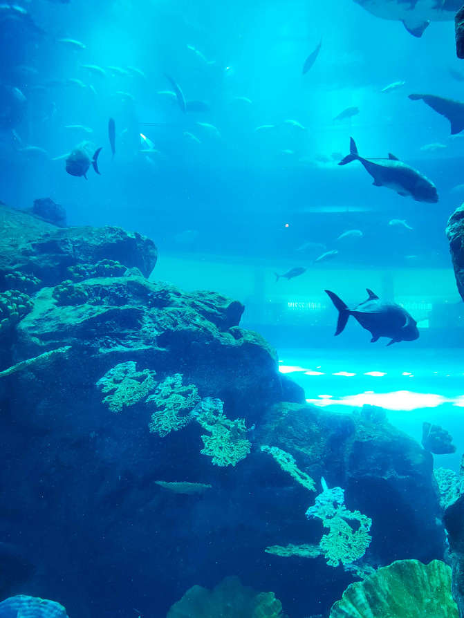 不一样的角度看迪拜,10个冷知识带你认识迪拜