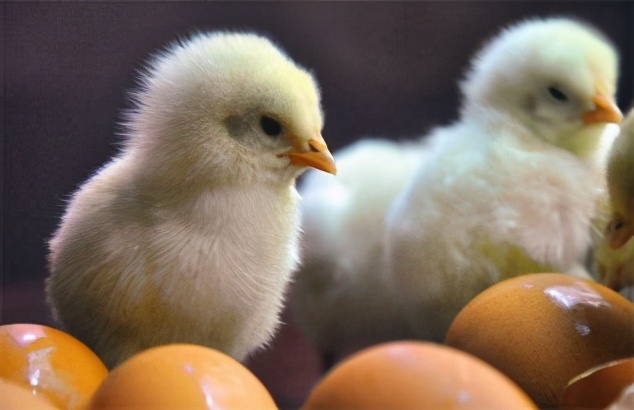 蛋鸡孵化过程中打什么药,蛋鸡孵化过程