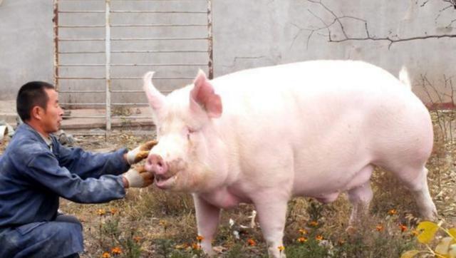 专家：非洲猪瘟发生，2019年猪周期将提前到来，请养猪人做好准备