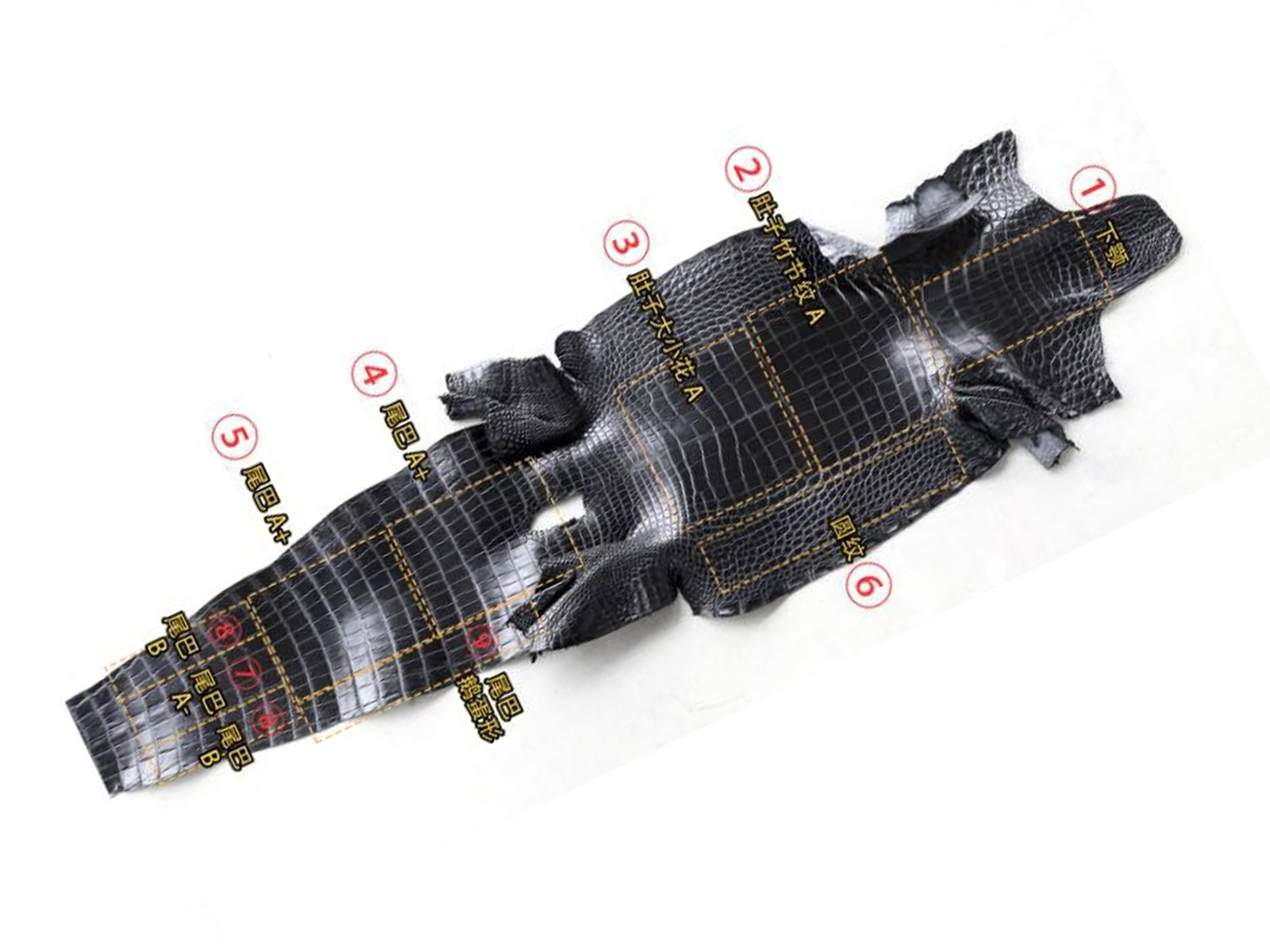 皮中王者还讲究等级划分，鳄鱼皮革档次如何分类？