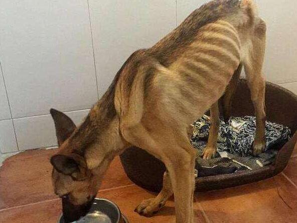 狗狗出现这些症状，主人就要注意了，它这是缺钙了