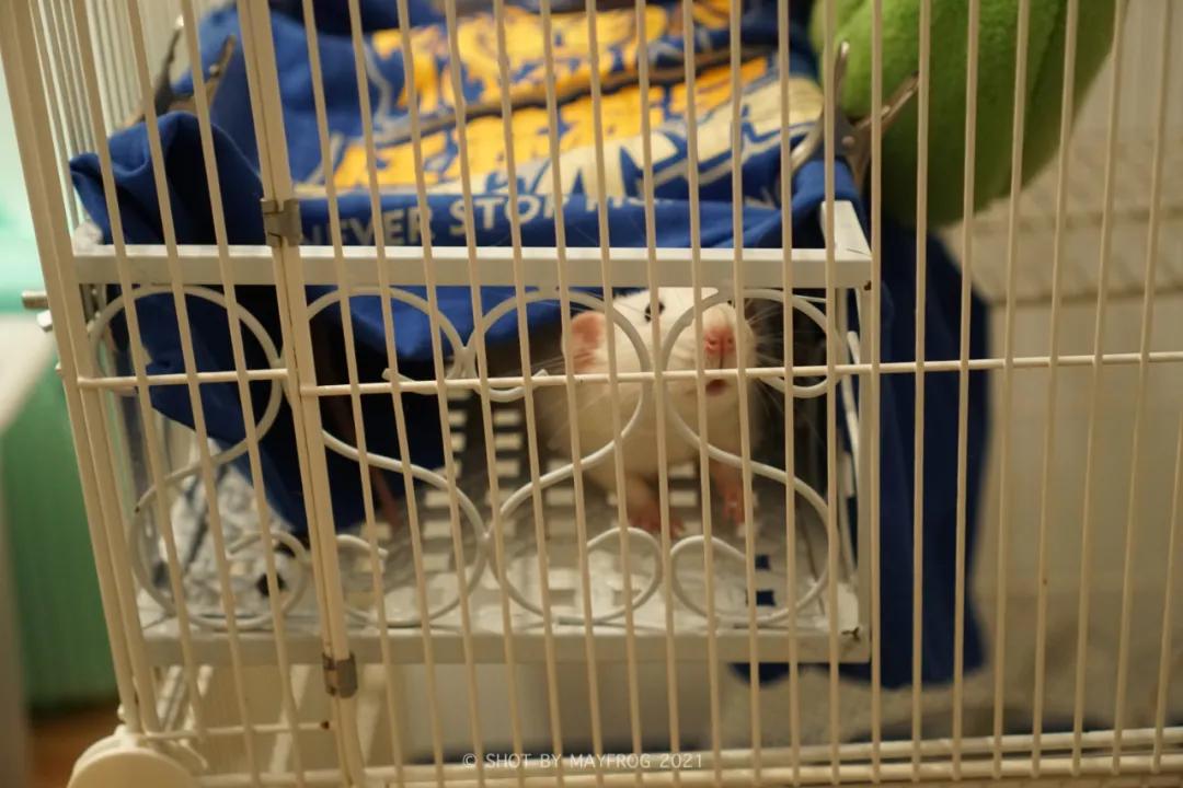 「清明特辑」零首付！月供2块2！江苏队的头七日我尽了绵薄之力