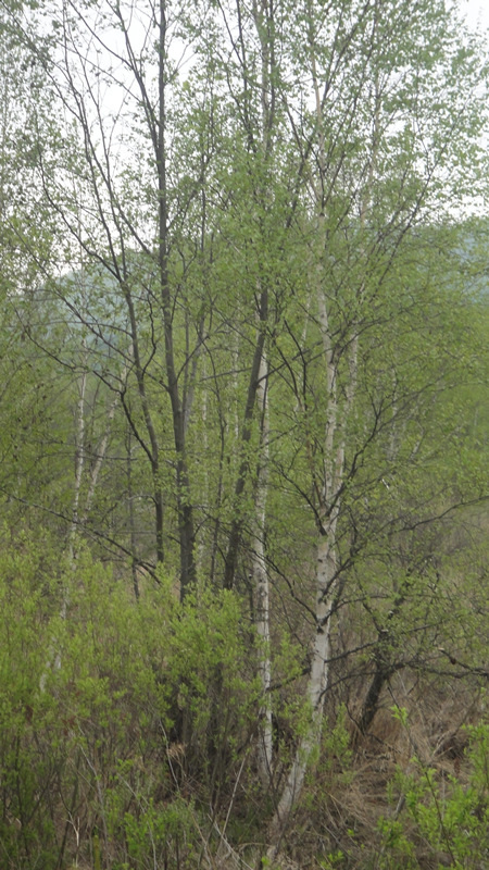 俄罗斯的白桦茸怎么样,白桦茸在俄罗斯叫什么