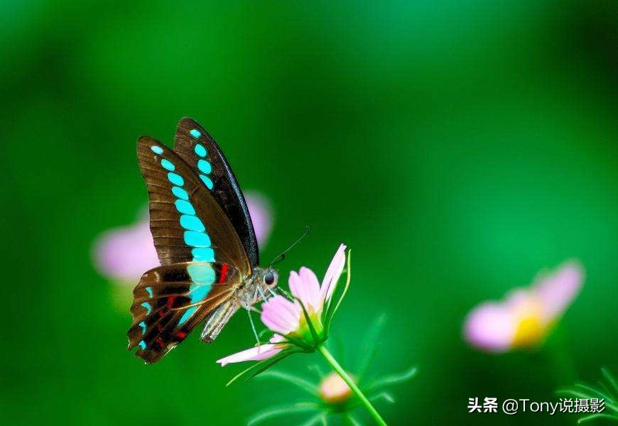 微距拍摄照片技巧有哪些,拍摄微距镜头如何构图