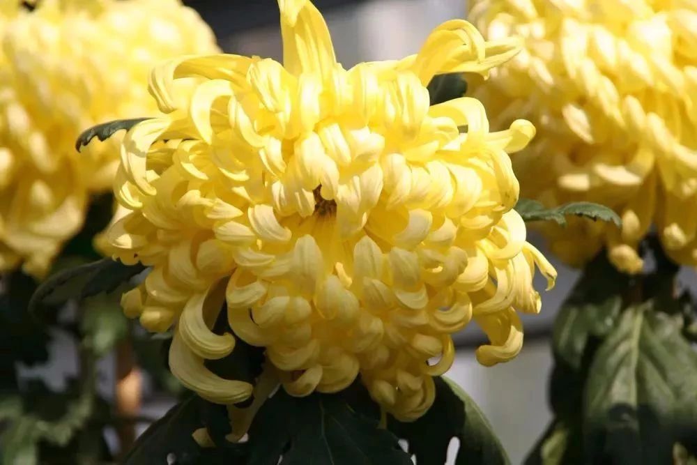 盆栽菊花第二年怎样重新养,菊花盆栽花开后花谢如何处理