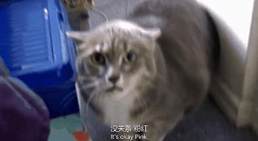猫咪精力太旺盛还咬人怎么办,猫咪最近脾气暴躁咬人怎么办