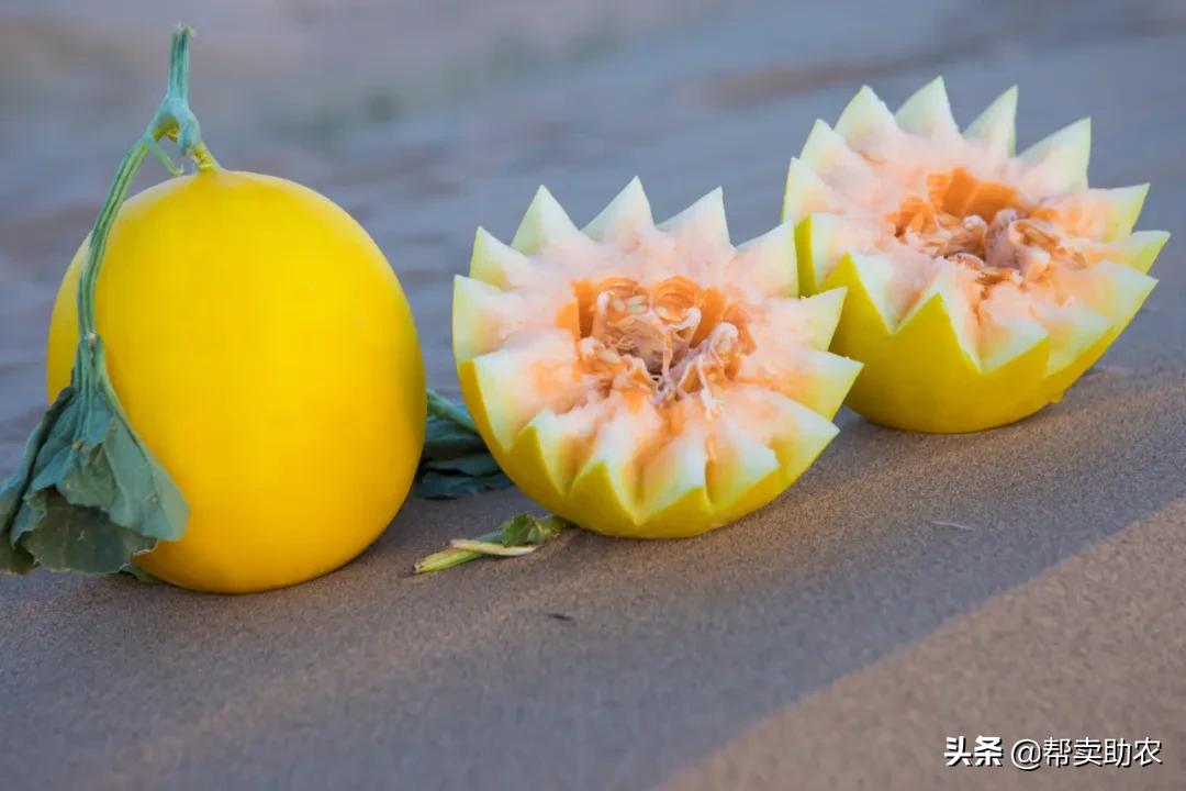 又香又甜又脆的蜜瓜,甜而不腻的蜜瓜好吃到停不下来