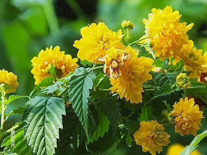 看到花的时候,不知是什么花?那就收下这份百花图谱