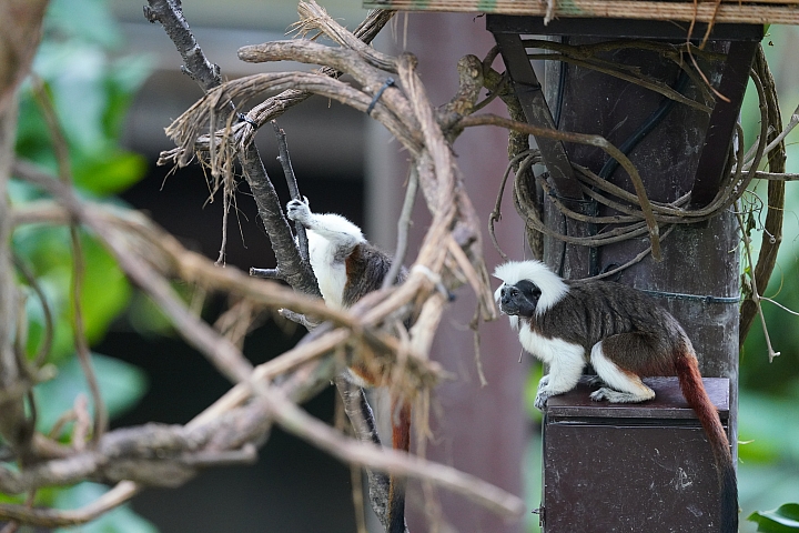 索尼fe50mmf2.5gm测评,索尼fe24f1.4gm大师镜头评测