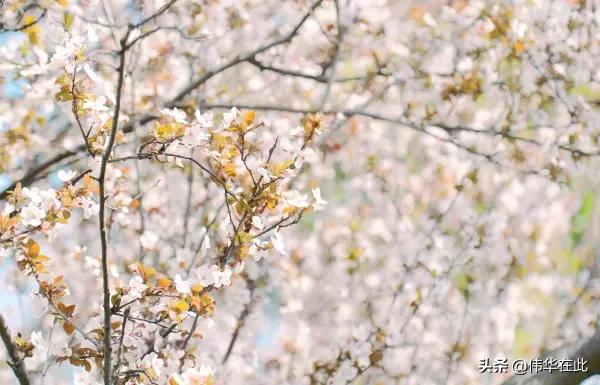 vivoNES3S售价5000多的豪华手机真的值得买吗？最全面的测评