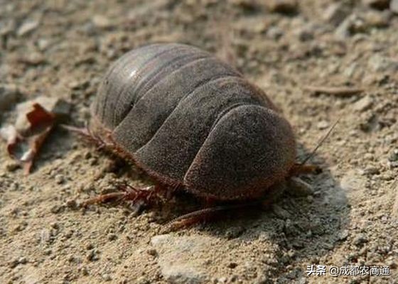 金边土元养殖技术视频,土元养殖技术视频教程