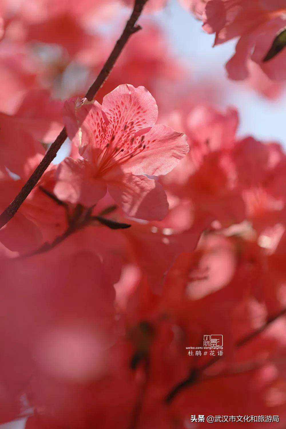 2019年4月武汉赏花攻略,武汉秋季赏花推荐最新
