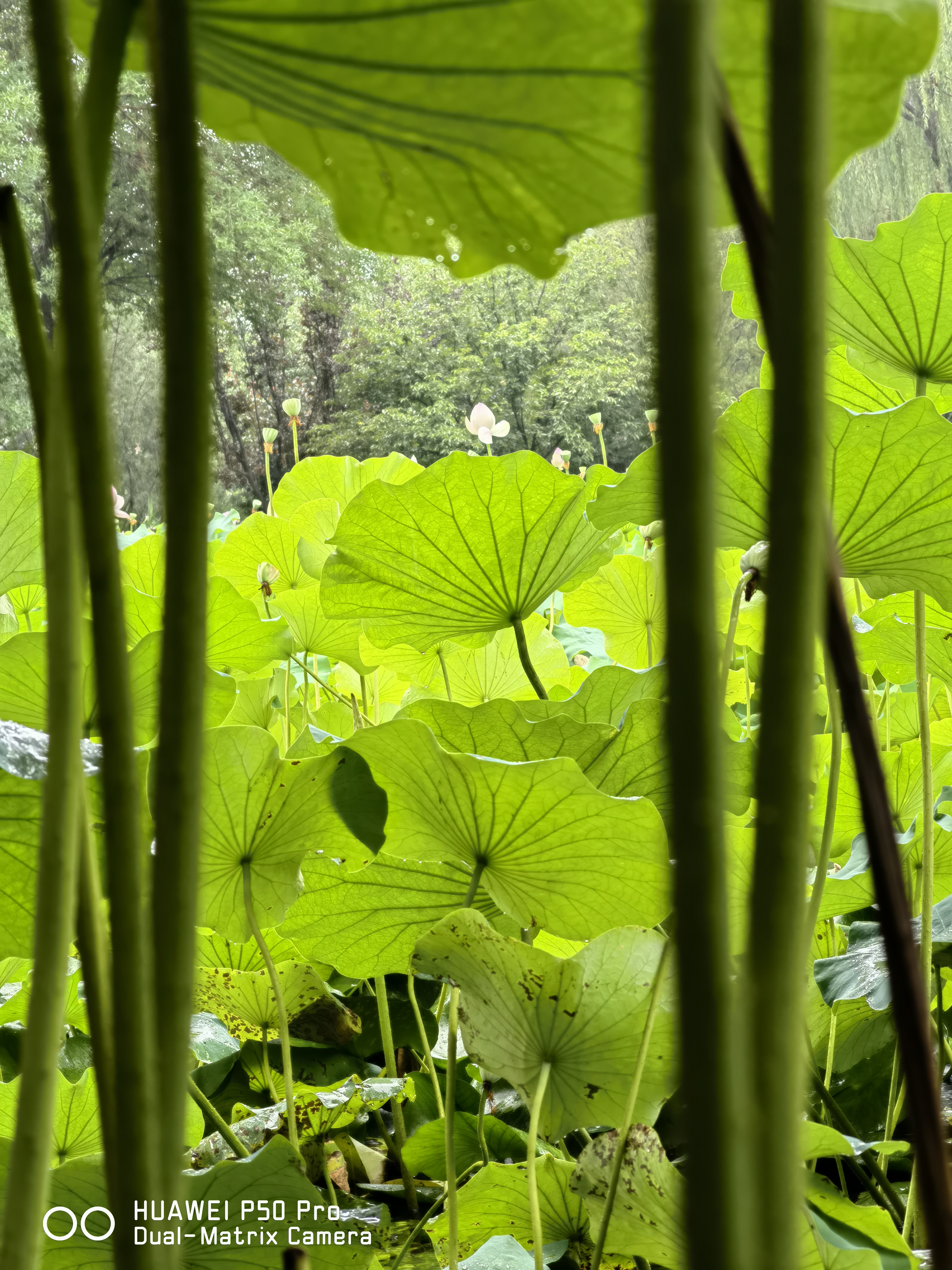 华为p50pro实测,华为p50pro变焦测试