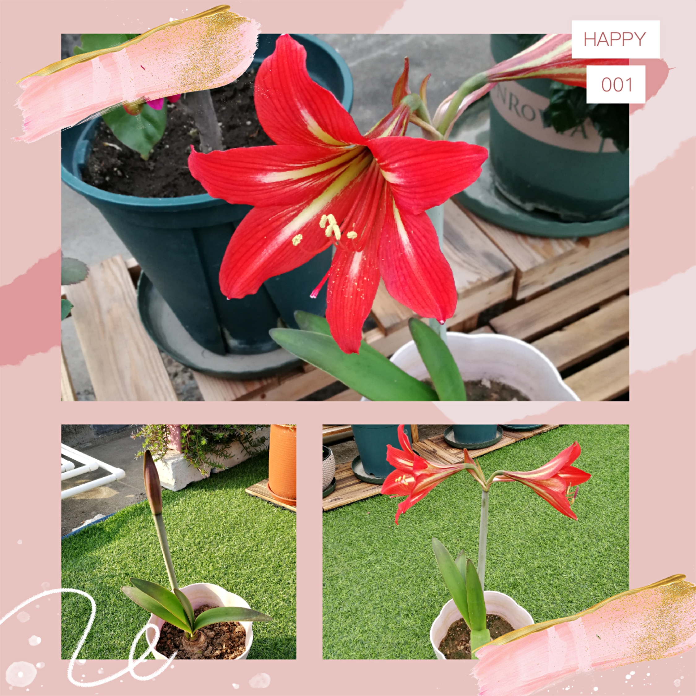 球根类花卉的五种类型的区别,球根类耐热耐寒花