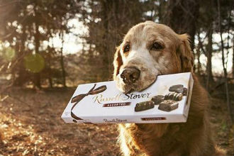 狗的七大禁忌食物,狗的十大禁忌食物一览表