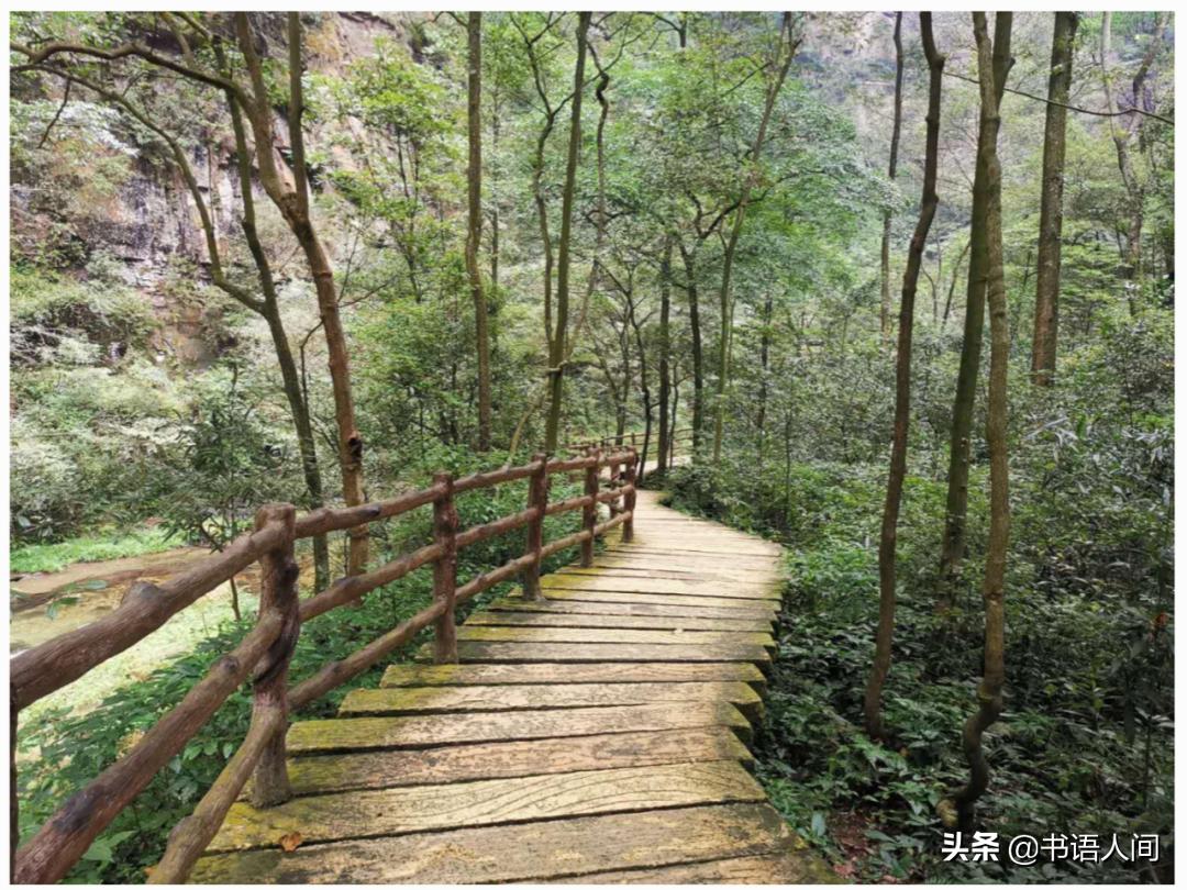 在山上被猴子追,张家界黄石寨的猴子抢东西视频