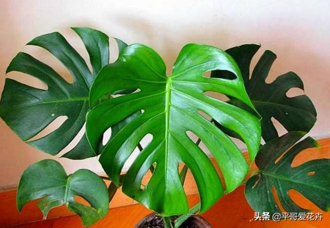 办公室防甲醛植物,办公室除甲醛最好的植物