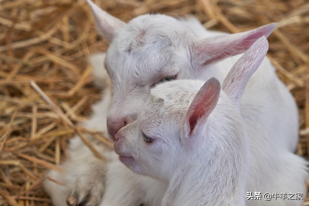羊胎水过多影响下一次怀孕吗,羊胎水过多治疗方法