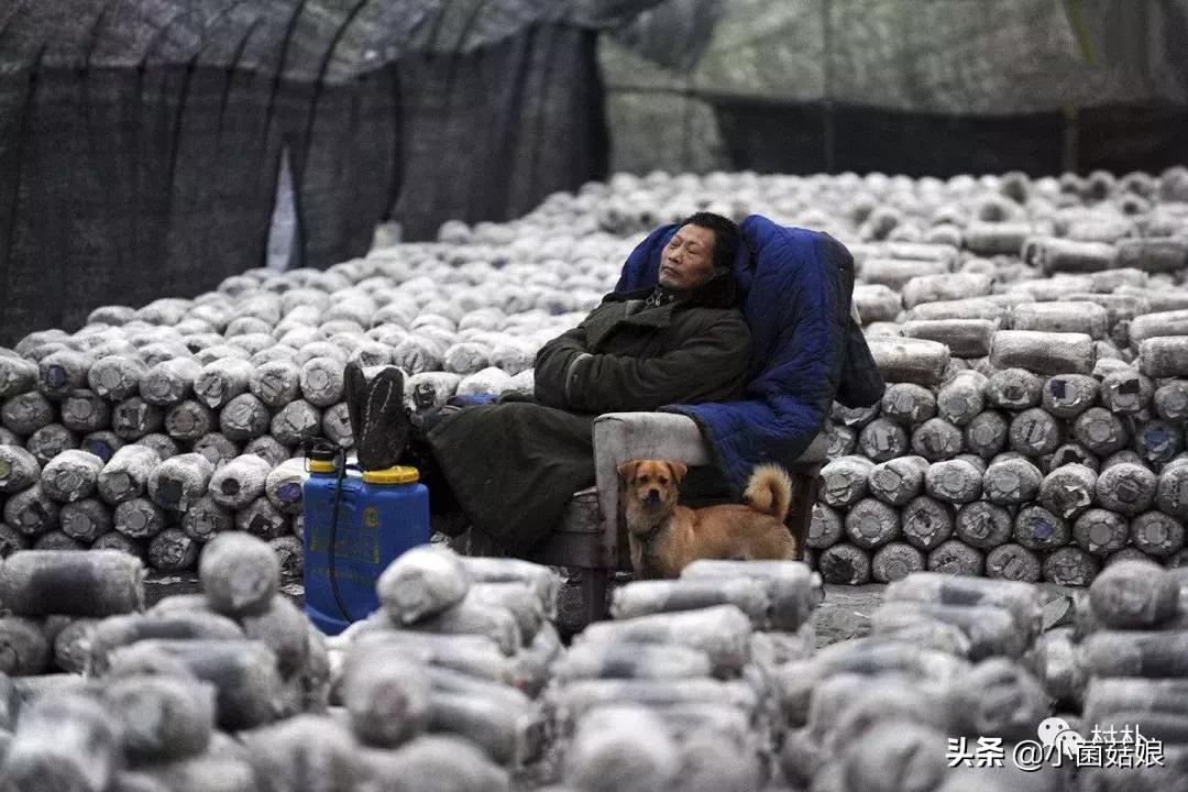 吃蘑菇有什么好处蘑菇的营养价值,什么蘑菇营养好种