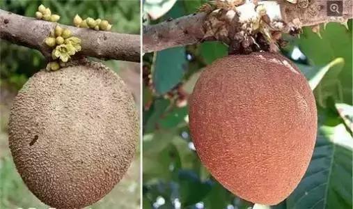 世界公认十大降血糖水果,世界十大罕见水果排行