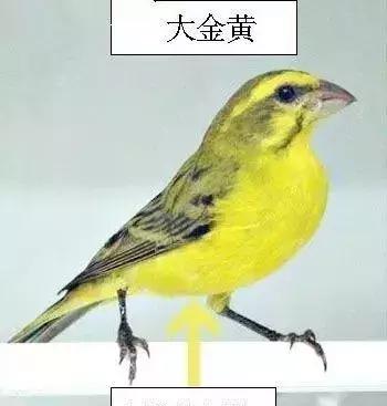 金青和韩立,金青的繁育