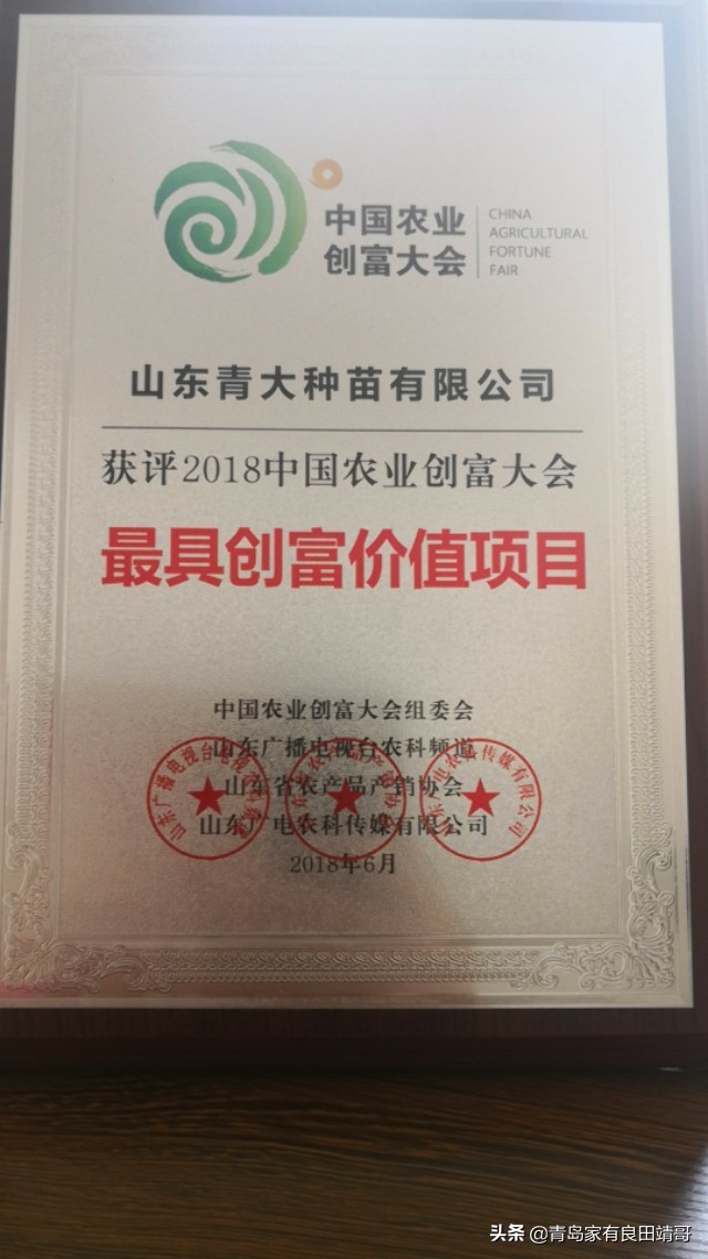 脱毒阳光玫瑰葡萄苗,阳光玫瑰特级苗