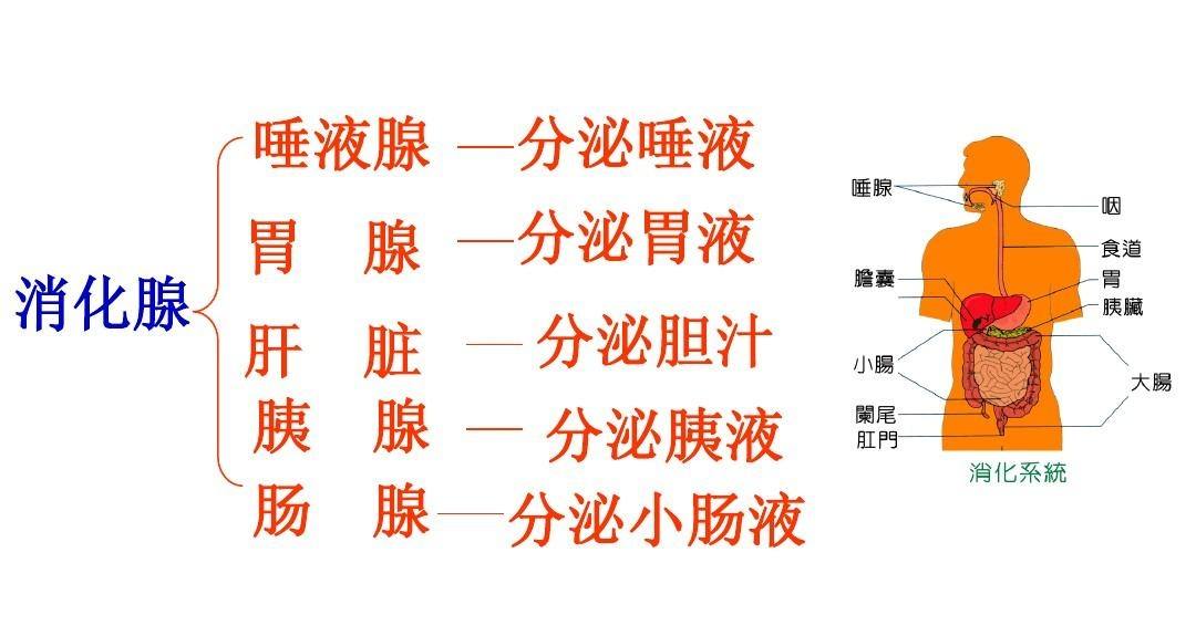 水蛭游到海里还能否活几天,水蛭切断了还能活吗还能长出来吗