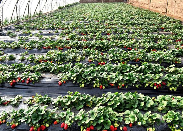 秋季大棚草莓的高产栽培技术,大棚草莓种植技术开始发展起来