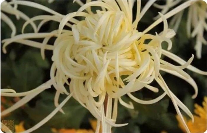 菊花100幅欣赏,菊花的十大绝美诗句