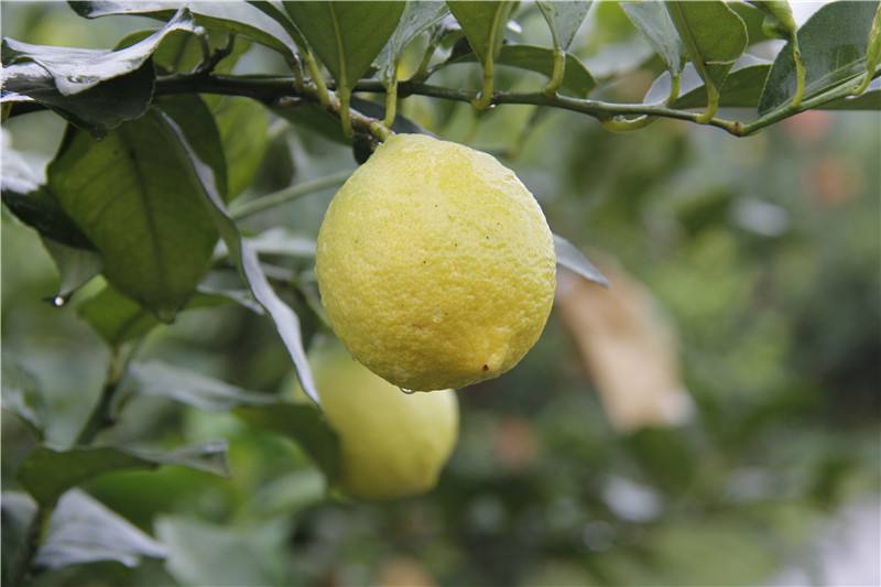 柠檬的食用价值,柠檬的营养价值与功效