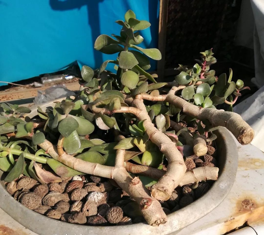 玉树的叶子发软怎么解决,玉树枝干和叶片发软了可以修剪吗