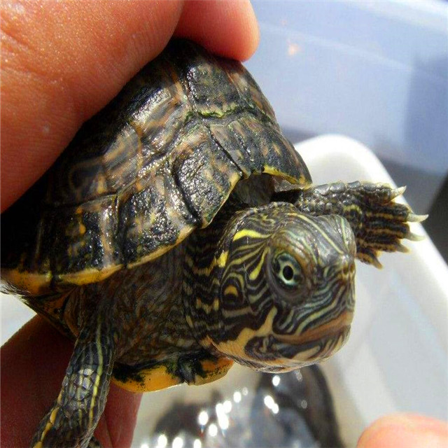甜甜圈龟到底是什么龟种,养甜甜圈龟的正确方法