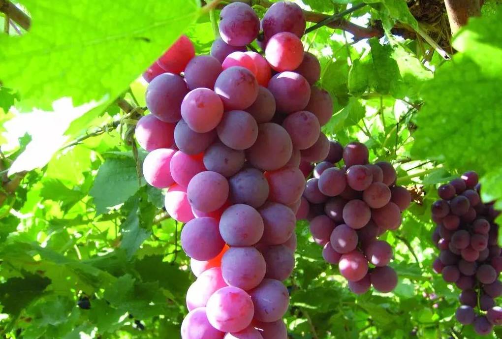 葡萄干很便宜可以吃吗,乌鲁木齐哪种葡萄干最好吃