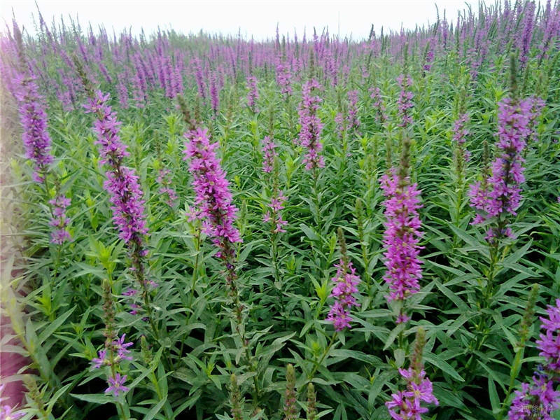 蜈蚣草有几种品种图片图文,蜈蚣草的特征和图片