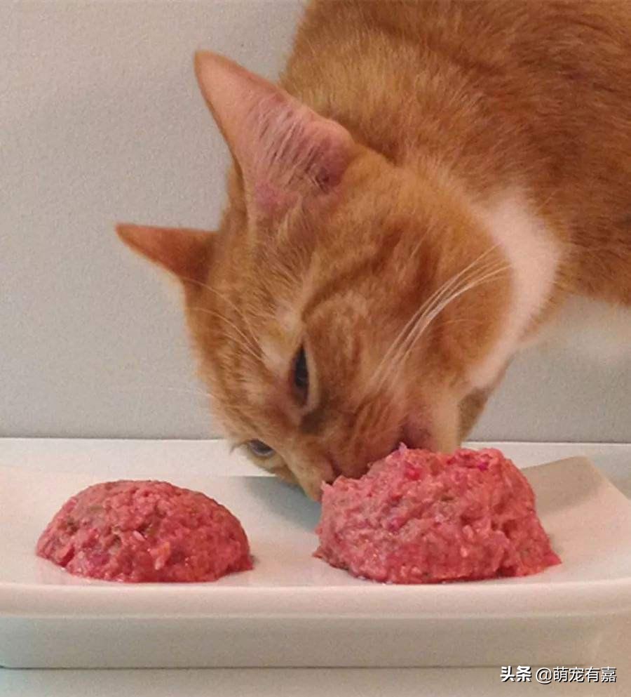 猫咪体重跟吃的猫粮计算,猫猫每日食谱大全