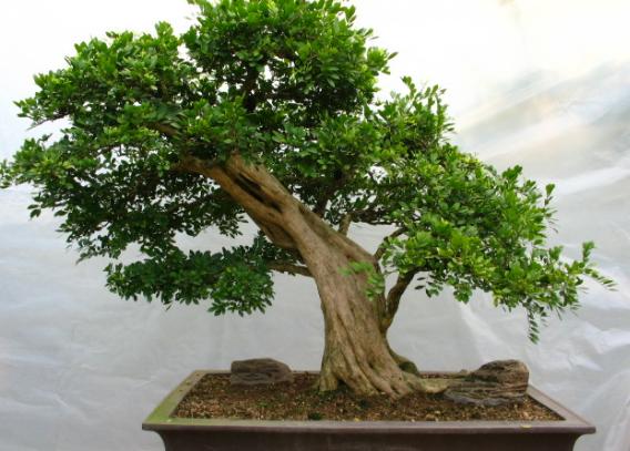 怎么养九里香才能开花,养好一盆九里香诀窍在这里