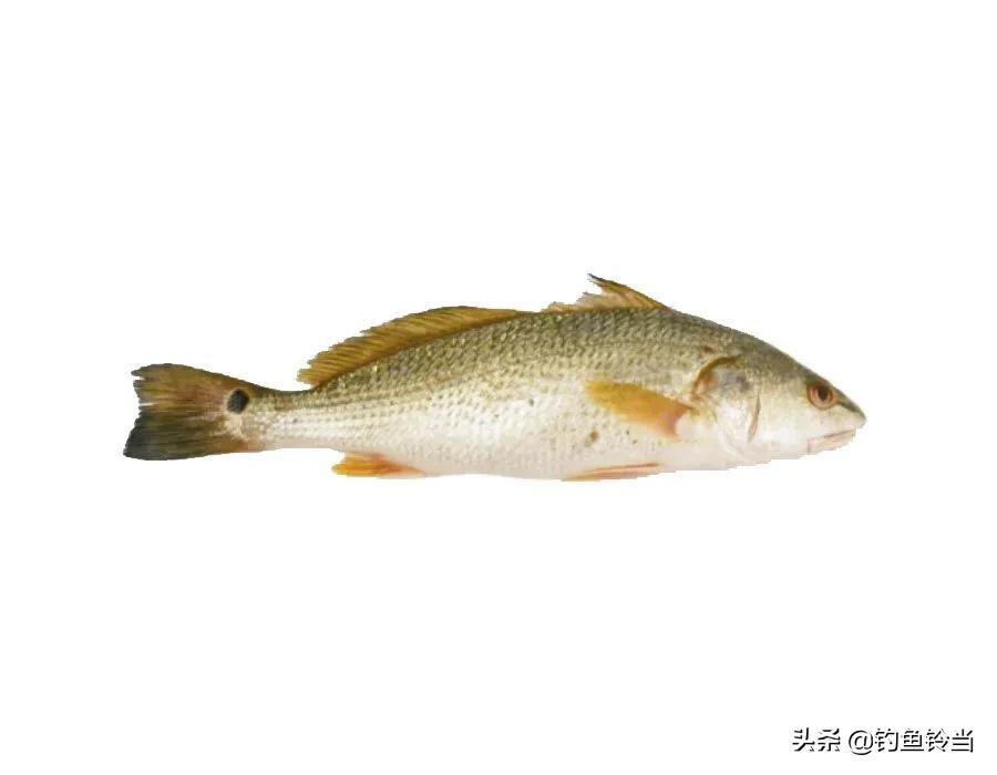 美国红鱼泛滥成灾,红鱼泛滥成灾