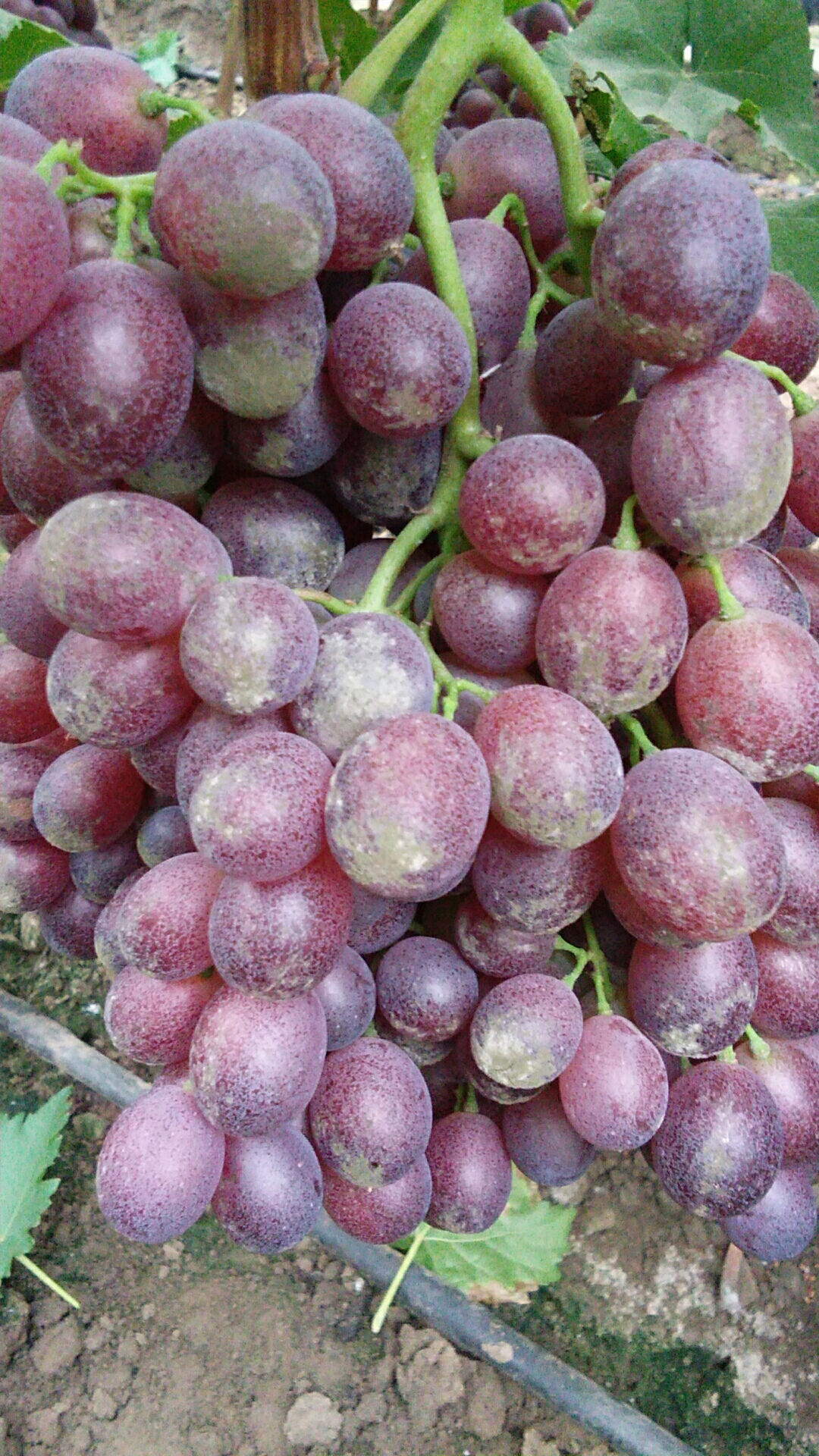 雨后的葡萄是什么样子,雨后的葡萄漂亮吗