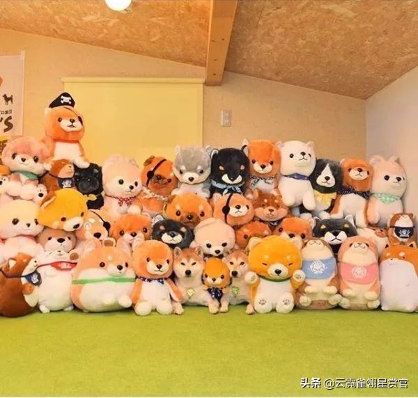 把柴犬放在一堆柴犬玩偶里,日本两只柴犬