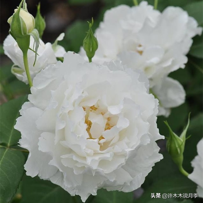 新手月季种植手册，牢记这6点，不死苗、开花多。新手收藏备用