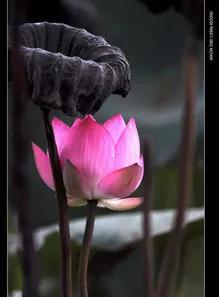 残荷虽败风骨犹存文案,残荷虽败能听雨